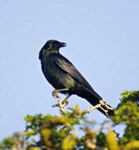 Read more about the article Murder Probe After Ravens Drop Human Toe And Finger On Ground