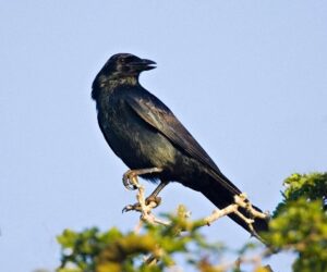 Murder Probe After Ravens Drop Human Toe And Finger On Ground