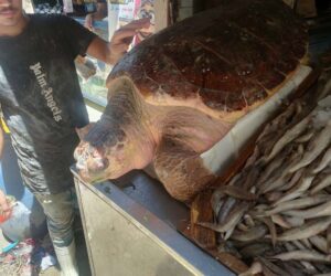  Kids Taunt Endangered Sea Turtle Being Sold At Egyptian Fish Market
