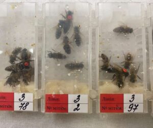 Man Smuggled Bees In Tiny Boxes But Caught At Airport