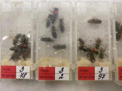 Read more about the article Man Smuggled Bees In Tiny Boxes But Caught At Airport