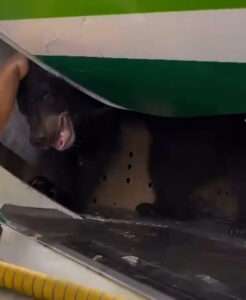 Read more about the article ‘Grizzly’ Passengers Terrified As Bear Escapes Cage In Cargo Hold
