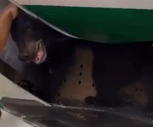 ‘Grizzly’ Passengers Terrified As Bear Escapes Cage In Cargo Hold